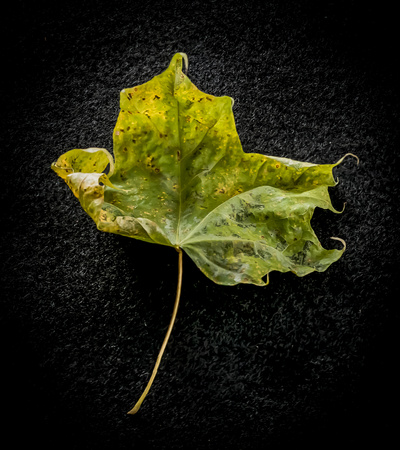 Maple Leaf.FS.5799-Edit-2