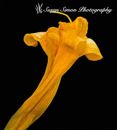 wilted Daylily.8150_edited-3