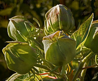 Before the Bloom-Mallow