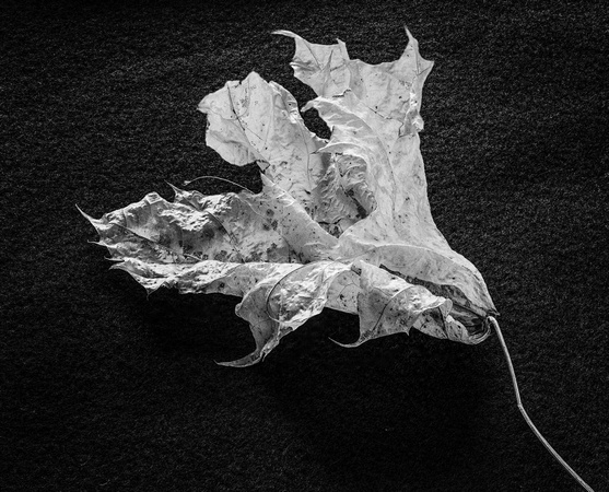 FS single maple leaf.1-Edit-Edit-2-2