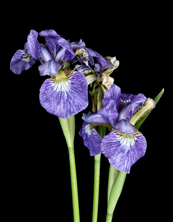Blue Iris FS 2'-Edit