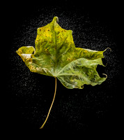 Maple Leaf.FS.5799-Edit-2