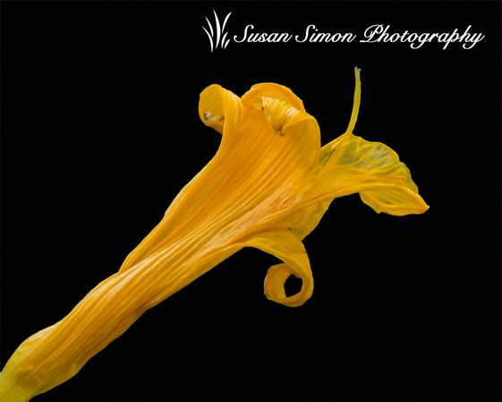 Wilted Daylily_8148_edited-3