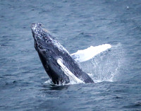 Whales and Whale Watching