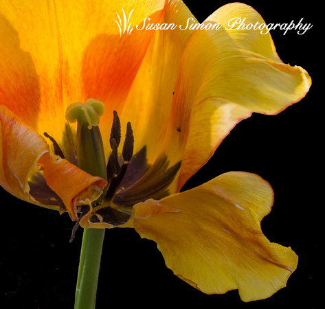 Wilted Tulip-1