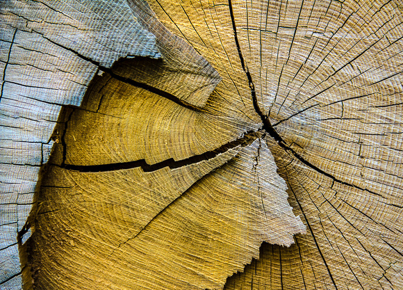 Tree Cross section after Sandy